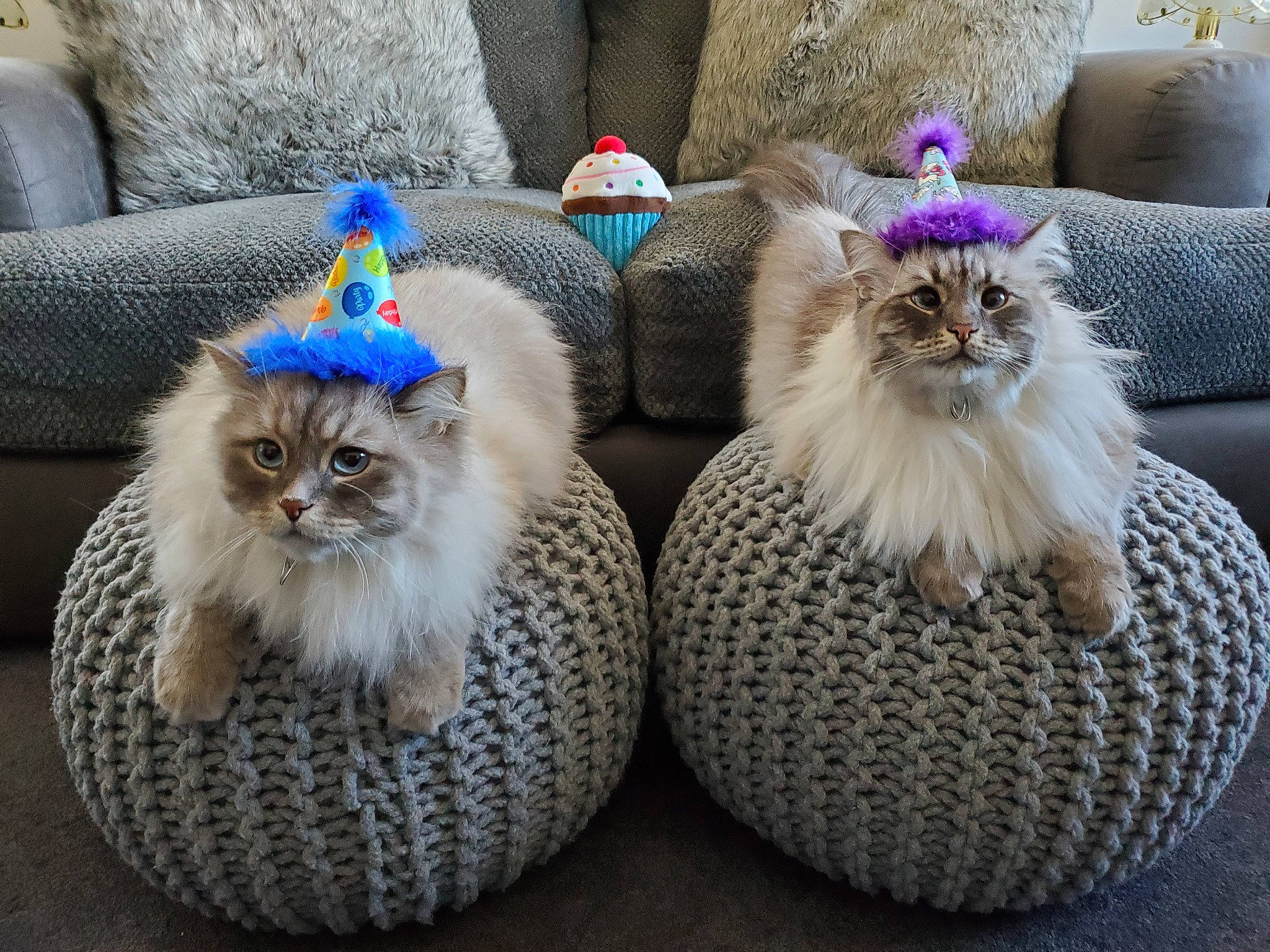 Chaos And Mr. Meowgy joined the competition — help win amazing prizes! american_curl, british_longhair, carnivore, cat, domestic_long_haired_cat, felidae, fur, kitten, maine_coon, norwegian_forest_cat, persian, ragamuffin, ragdoll, siberian, small_to_medium_sized_cats, whiskers