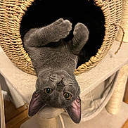 Nugget joined the competition — help win amazing prizes! animal, basket, cat, cushion, ears, feline, funny_pose, fur, furniture, gray_cat, home, indoors, pet, playful, portrait, relaxed, upside_down, whiskers, woven_basket, yellow_eyes