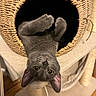 animal, basket, cat, cushion, ears, feline, funny_pose, fur, furniture, gray_cat, home, indoors, pet, playful, portrait, relaxed, upside_down, whiskers, woven_basket, yellow_eyes