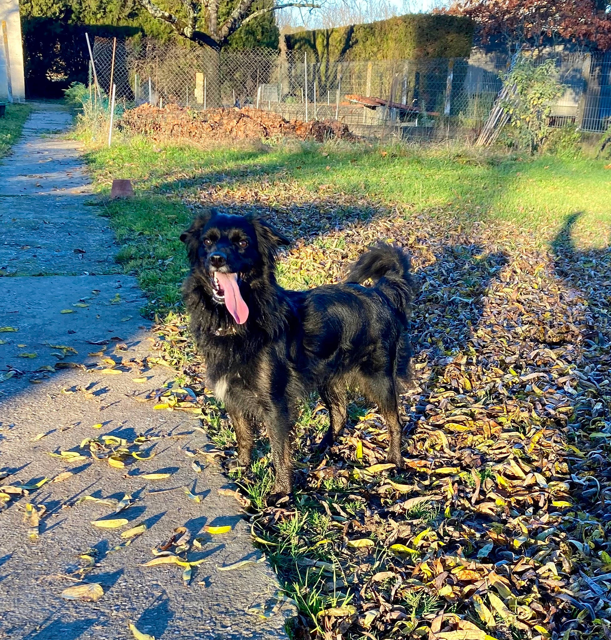 Maggy a rejoint le concours — aidez-le/la à gagner de superbes lots ! art, carnivore, companion_dog, dog, dog_breed, grass, gun_dog, landscape, liver, natural_landscape, people_in_nature, plant, shadow, soil, spaniel, sporting_group, tints_and_shades, tree, water_dog, working_animal