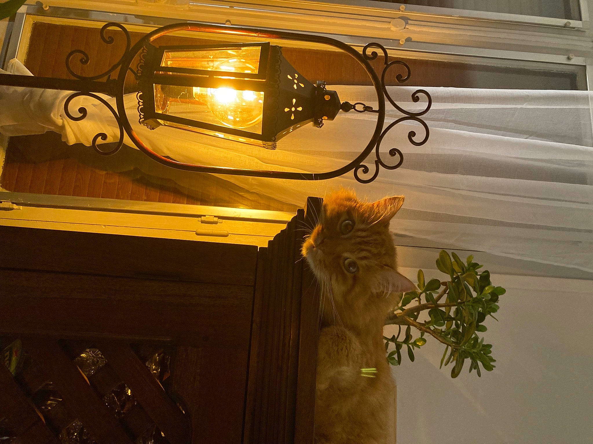 Gus a rejoint le concours — aidez-le/la à gagner de superbes lots ! automotive_lighting, carnivore, cat, door, felidae, flowerpot, hardwood, heat, houseplant, light, lighting, plant, small_to_medium_sized_cats, tints_and_shades, tree, twig, vehicle_door, whiskers, window, wood