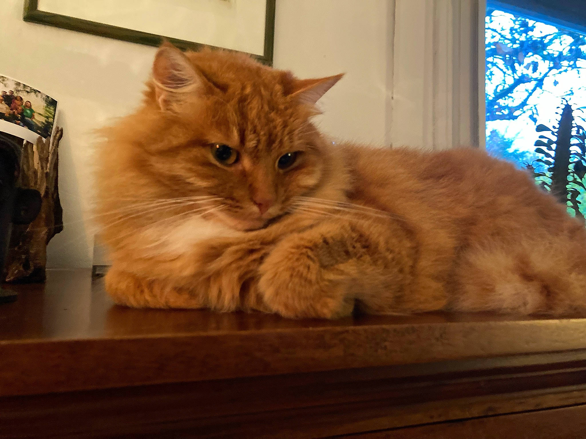 Gus a rejoint le concours — aidez-le/la à gagner de superbes lots ! box, carnivore, cat, claw, comfort, domestic_short_haired_cat, fawn, felidae, flooring, fur, hardwood, paw, plant, small_to_medium_sized_cats, snout, tail, whiskers, window, wood