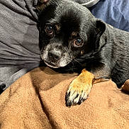 Clyde is registered to the contest to win money with this photo: dog, black_dog, pet, animal, paw, blanket, couch, resting, cozy, fur, closeup, canine, companion, indoors, cute, face, expression, laying, soft, brown