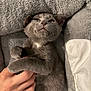 adorable, animal, comfort, cozy, cuddly, cute, feline, furry, gray_cat, hand, indoor, kitten, paw, pet, plush_bed, relaxed, resting, sleepy, soft_texture, whiskers