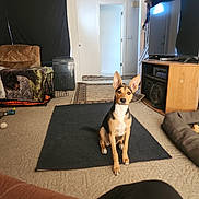 Pepper is registered to the contest to win money with this photo: blanket, bone, carpet, chair, crate, dog, dog_bed, door, ears_up, fan, floor, furniture, home_interior, indoor, living_room, pet, rug, sitting, television, wall