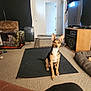 blanket, bone, carpet, chair, crate, dog, dog_bed, door, ears_up, fan, floor, furniture, home_interior, indoor, living_room, pet, rug, sitting, television, wall