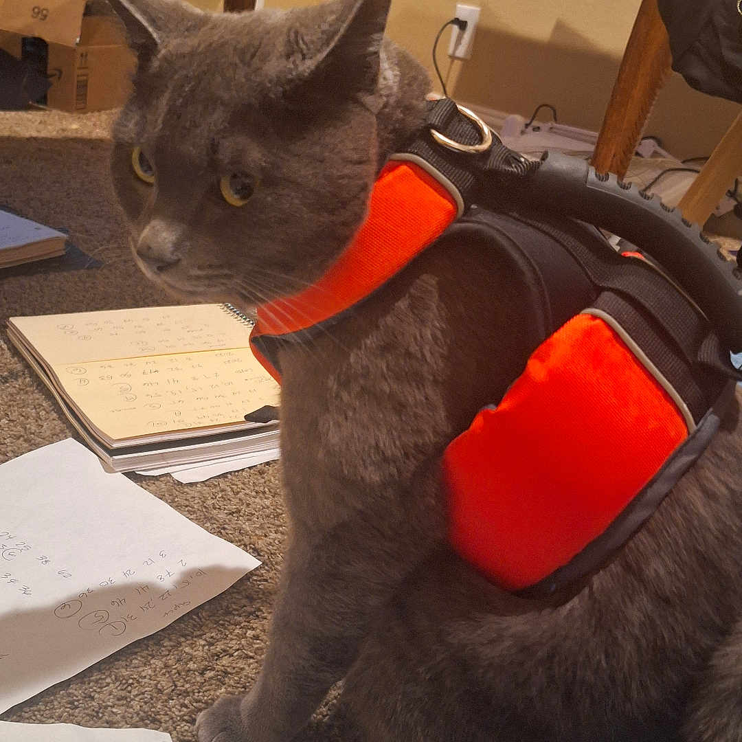 Keek The Sneek joined the competition — help win amazing prizes! animal, carpet, cat, closeup, curious, domestic_cat, eyes, floor, furniture, gray_cat, harness, indoor, notebook, orange_harness, papers, pet, side_view, sitting, wooden_table, writing