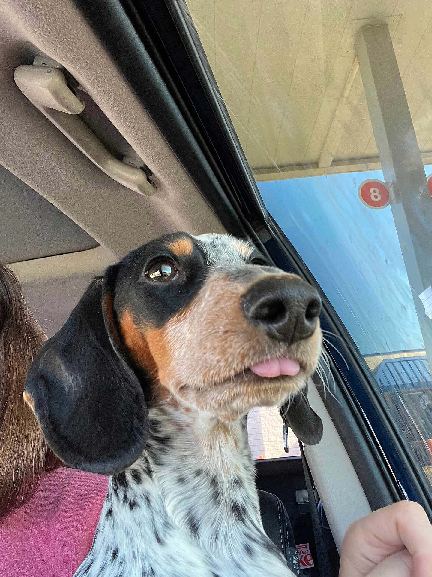 Wayne joined the competition — help win amazing prizes! dog, close_up, car, window, tongue_out, spotted, pet, animal, inside, seat, ear, nose, human_partial, reflection, daylight, transportation, cute, expression, canine, companion