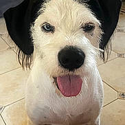 Marcel participe au concours pour gagner de l'argent avec cette photo : animal, black_ears, blue_eye, brown_eye, close_up, cute, dog, domestic_animal, floor, fur, indoor, muzzle, nose, pet, portrait, sitting, tile, tongue_out, whiskers, white_fur