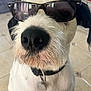 Marcel participe au concours pour gagner de l'argent avec cette photo : accessory, animal, black_ears, black_nose, canine, close_up, collar, cool, dog, domestic_animal, funny, fur, indoor, muzzle, pet, pet_tag, portrait, sunglasses, tile_floor, white_fur