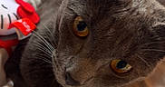 Cailloux participe au concours pour gagner de l'argent avec cette photo : amber_eyes, animal, bed, blanket, cat, close_up, cozy, cute, domestic_animal, feline, fur, gray_cat, indoor, looking_up, pet, plush_toy, relaxed, resting, soft_texture, whiskers