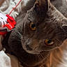 Cailloux participe au concours pour gagner de l'argent avec cette photo : cat, gray_cat, amber_eyes, close_up, pet, animal, feline, indoor, plush_toy, blanket, bed, soft_texture, cozy, resting, whiskers, fur, cute, domestic_animal, looking_up, relaxed