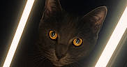 Cailloux participe au concours pour gagner de l'argent avec cette photo : cat, animal, pet, dark, light, glowing_eyes, mystery, feline, portrait, closeup, whiskers, ears, night, indoor, shadow, yellow_eyes, vertical_lights, contrast, black_background, curious