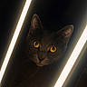 animal, black_background, cat, closeup, contrast, curious, dark, ears, feline, glowing_eyes, indoor, light, mystery, night, pet, portrait, shadow, vertical_lights, whiskers, yellow_eyes