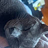 cat, sleeping, gray_fur, whiskers, close_up, indoor, resting, pet, cozy, arm, feline, relaxation, soft_fur, domestic, nap, comfort, animal, cute, household, blurred_background