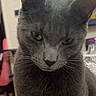 Cailloux participe au concours pour gagner de l'argent avec cette photo : cat, grey_cat, indoor, pet, animal, feline, close_up, yellow_eyes, fur, whiskers, portrait, domestic_cat, cute, looking_down, household, television, furniture, blurred_background, ears, face