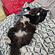 Cher joined the competition — help win amazing prizes! cat, fluffy, black_and_white, pet, lying_down, bed, blanket, pillow, indoor, relaxed, fur, whiskers, tail, cozy, sleepy, animal, cute, domestic, resting, home