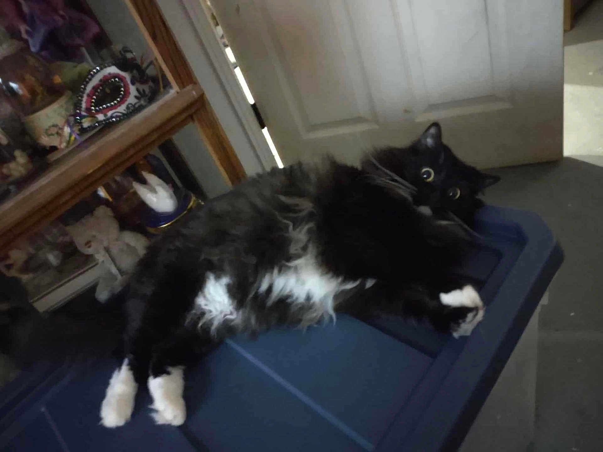 Cher is registered to the contest to win money with this photo: cat, black_and_white, fluffy, wide_eyes, plastic_container, door, display_cabinet, teddy_bear, decorations, indoor, floor, curious, pet, animal, feline, lying_down, white_paws, fur, home, surprised_look