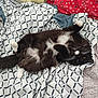 Cher joined the competition — help win amazing prizes! cat, black_and_white, fluffy, lying_down, bedspread, patterned, paws, whiskers, relaxed, indoor, pet, feline, fur, sleepy, cute, animal, domestic, cozy, resting, comfort