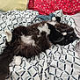 Cher is registered to the contest to win money with this photo: cat, fluffy, black_and_white, bed, blanket, pillow, sleeping, relaxed, indoor, pet, whiskers, tail, fur, playful, cozy, patterned, lying_down, domestic_animal, cute, resting