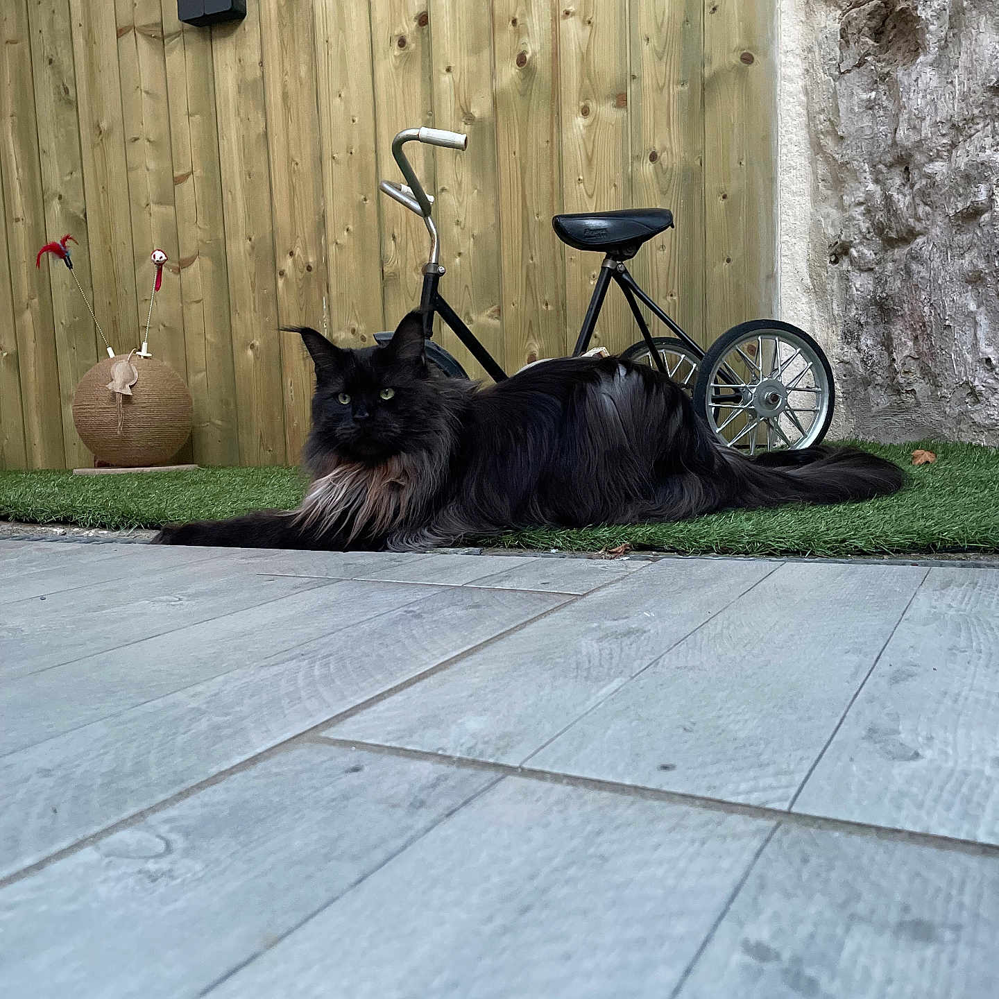 Arès participe au concours pour gagner de l'argent avec cette photo : animal, bicycle, bmx, canine, cat, dog, e_scooter, hardwood, indoors, interiordesign, machine, path, pet, spoke, tire, transportation, vehicle, walkway, wheel, wood