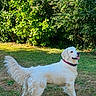 dog, golden_retriever, grass, outdoor, pet, animal, canine, fur, tongue, collar, nature, greenery, leaf, summer, playful, happy, tail, mammal, standing, sunlight