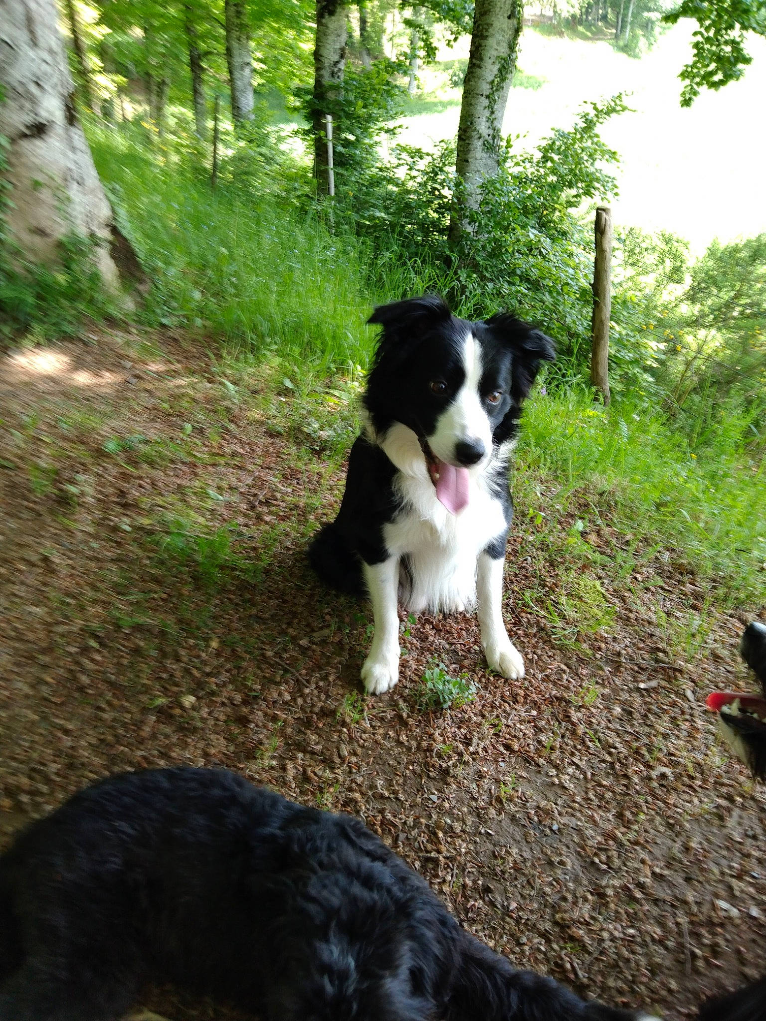 Éclair participe au concours pour gagner de l'argent avec cette photo : border_collie, canidae, carnivore, companion_dog, dog, dog_breed, forest, grass, herding_dog, hunting_dog, plant, soil, sporting_group, tail, trail, tree, walking, woodland, working_animal, working_dog