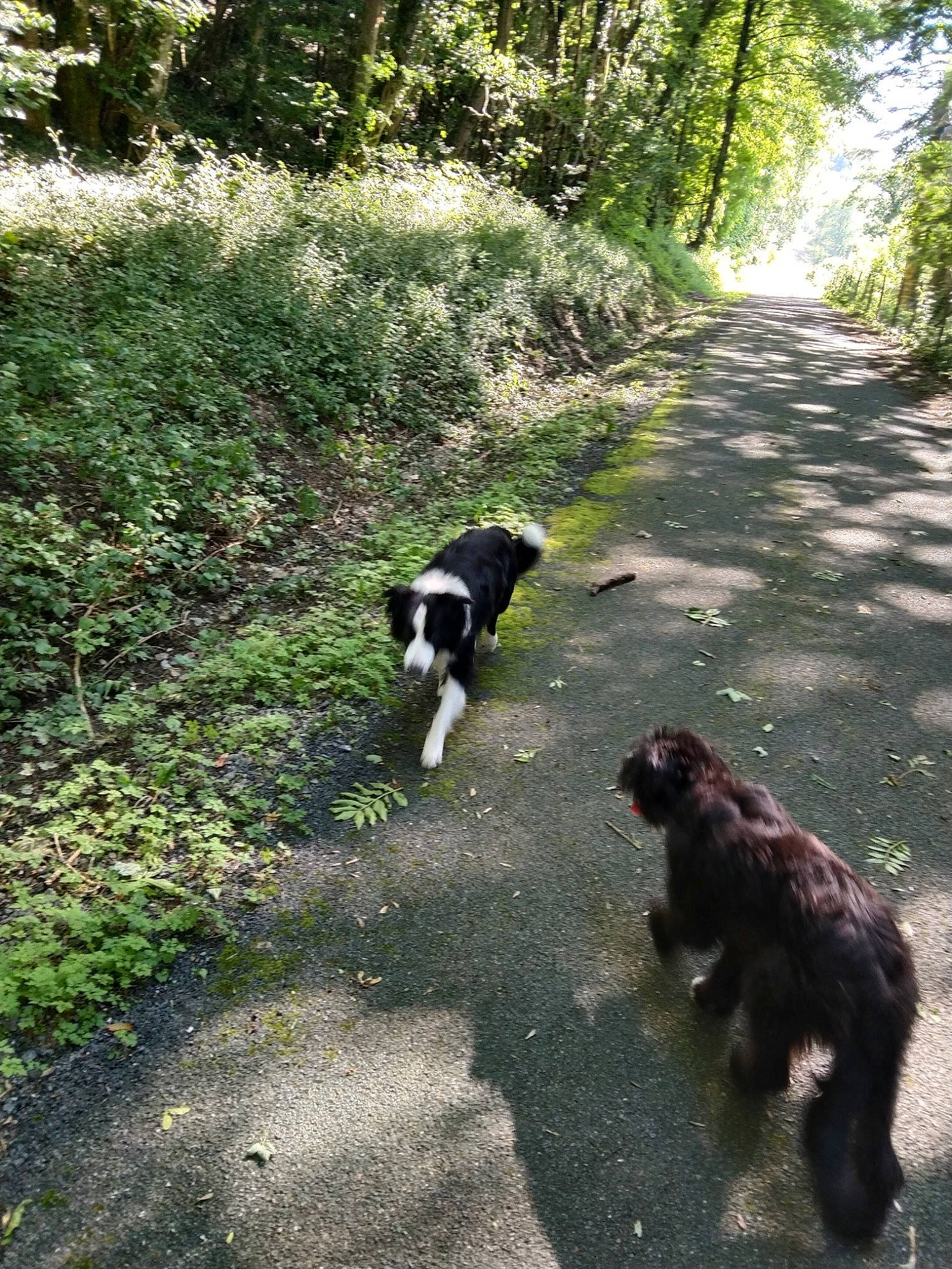 Éclair participe au concours pour gagner de l'argent avec cette photo : canidae, carnivore, companion_dog, dog, dog_breed, forest, grass, groundcover, natural_landscape, plant, shade, shadow, shrub, soil, sporting_group, tail, trail, tree, water_dog, woodland