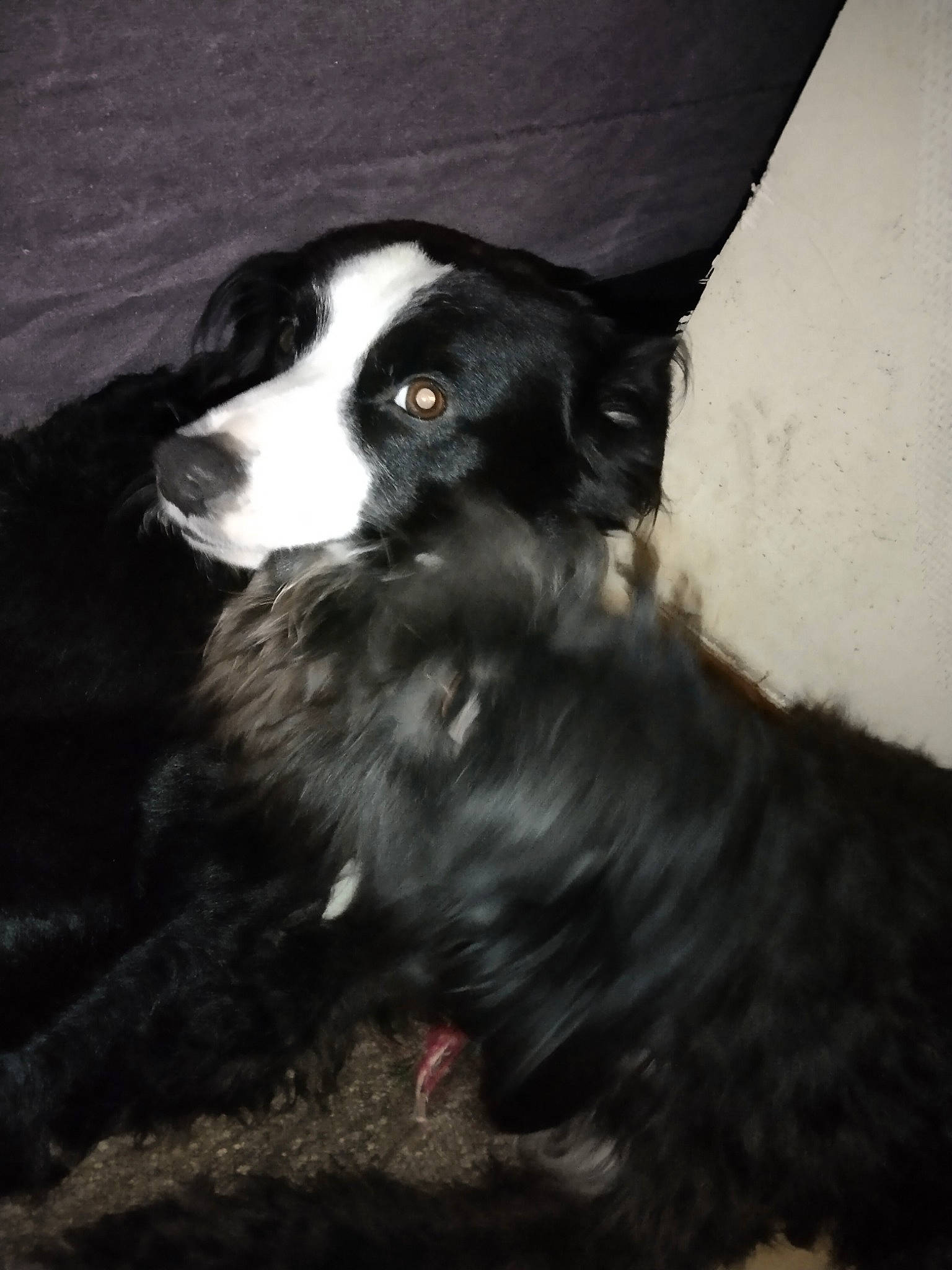 Éclair a rejoint le concours — aidez-le/la à gagner de superbes lots ! borador, border_collie, canidae, carnivore, companion_dog, dog, dog_breed, dog_collar, fur, herding_dog, snout, sporting_group, tail, terrestrial_animal, whiskers, working_animal, working_dog