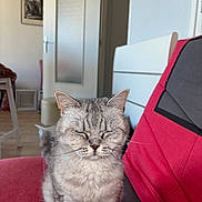Tessa a rejoint le concours — aidez-le/la à gagner de superbes lots ! cat, gray_cat, tabby, indoor, furniture, couch, red_couch, pet, animal, domestic_cat, relaxed, sitting, closed_eyes, furry, whiskers, floor, door, picture_frame, home, cozy