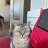 cat, gray_cat, tabby, indoor, furniture, couch, red_couch, pet, animal, domestic_cat, relaxed, sitting, closed_eyes, furry, whiskers, floor, door, picture_frame, home, cozy