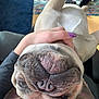Emma joined the competition — help win amazing prizes! dog, pug, upside_down, pet, hand, nail_polish, purple_nails, lap, indoor, rug, floor, relaxed, cute, animal, portrait, closeup, furry, companion, adorable, snout