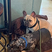 Emma is registered to the contest to win money with this photo: dog, french_bulldog, indoor, dog_bed, resting, leash, wooden_floor, brown, pet, animal, companion, cute, relaxed, collar, floor, two_dogs, laying_down, domestic, household, furniture