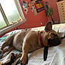 Emma joined the competition — help win amazing prizes! dog, french_bulldog, sleeping, bed, blanket, window, natural_light, indoor, pink_wall, poster, map, furniture, collar, paw, resting, cozy, domestic_animal, peaceful, home, room