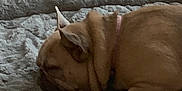 Emma joined the competition — help win amazing prizes! dog, sleeping, pet_bed, wooden_floor, indoors, brown_dog, french_bulldog, resting, cozy, animal, canine, fur, collar, quiet, peaceful, side_view, pet, home, relaxation, soft_texture