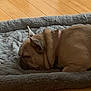 animal, brown_dog, canine, collar, cozy, dog, french_bulldog, fur, home, indoors, peaceful, pet, pet_bed, quiet, relaxation, resting, side_view, sleeping, soft_texture, wooden_floor