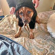 Hunter joined the competition — help win amazing prizes! dog, puppy, hood, jacket, bed, blanket, patterned_bedding, paw, collar, human_hand, person, indoor, portrait, pet, brown_fur, eyes, looking_at_camera, cozy, small_dog, whiskers