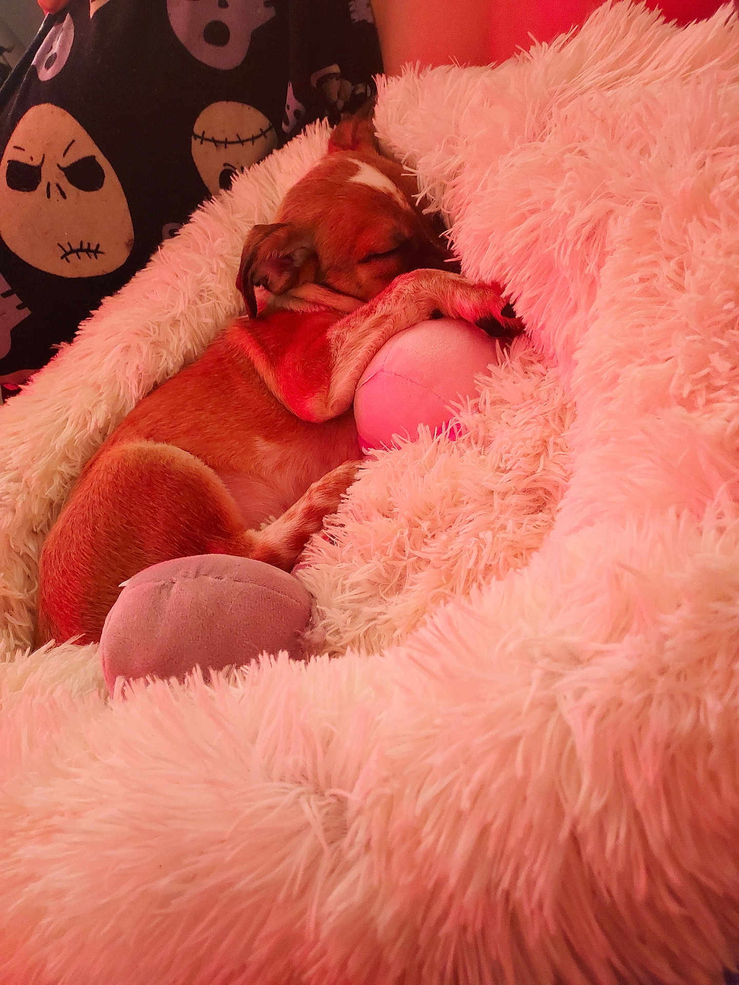 Hunter is registered to the contest to win money with this photo: dog, puppy, sleeping, pink, fluffy_blanket, plush_toy, cozy, resting, pet, fur, paw, bed, cushion, indoor, soft_texture, small_dog, snuggle, adorable, relaxation, portrait