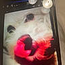 Little Little joined the competition — help win amazing prizes! dog, toy, red, mouth, digital_screen, reflection, light, blurry, low_quality, white_fur, pet, animal, indoor, closeup, face, snout, black_nose, screen, technology, display