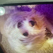 Little Little joined the competition — help win amazing prizes! dog, fluffy, carpet, purple_light, yellow_light, blurry, pixelated, indoor, pet, animal, fur, lying_down, close_up, screen_photo, distorted, low_quality, reflection, soft_texture, background, light_spot