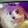dog, fluffy, carpet, purple_light, yellow_light, blurry, pixelated, indoor, pet, animal, fur, lying_down, close_up, screen_photo, distorted, low_quality, reflection, soft_texture, background, light_spot