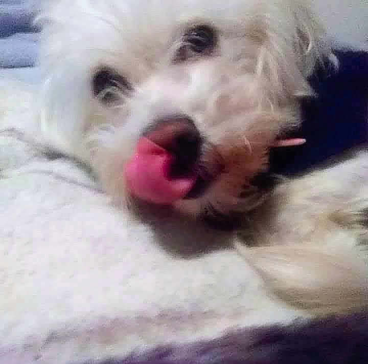 Little joined the competition — help win amazing prizes! dog, white, fur, close_up, lying_down, tongue_out, pet, animal, cute, indoor, cozy, blurry, soft_focus, nose, face, sleepy, resting, collar, domestic, mammal