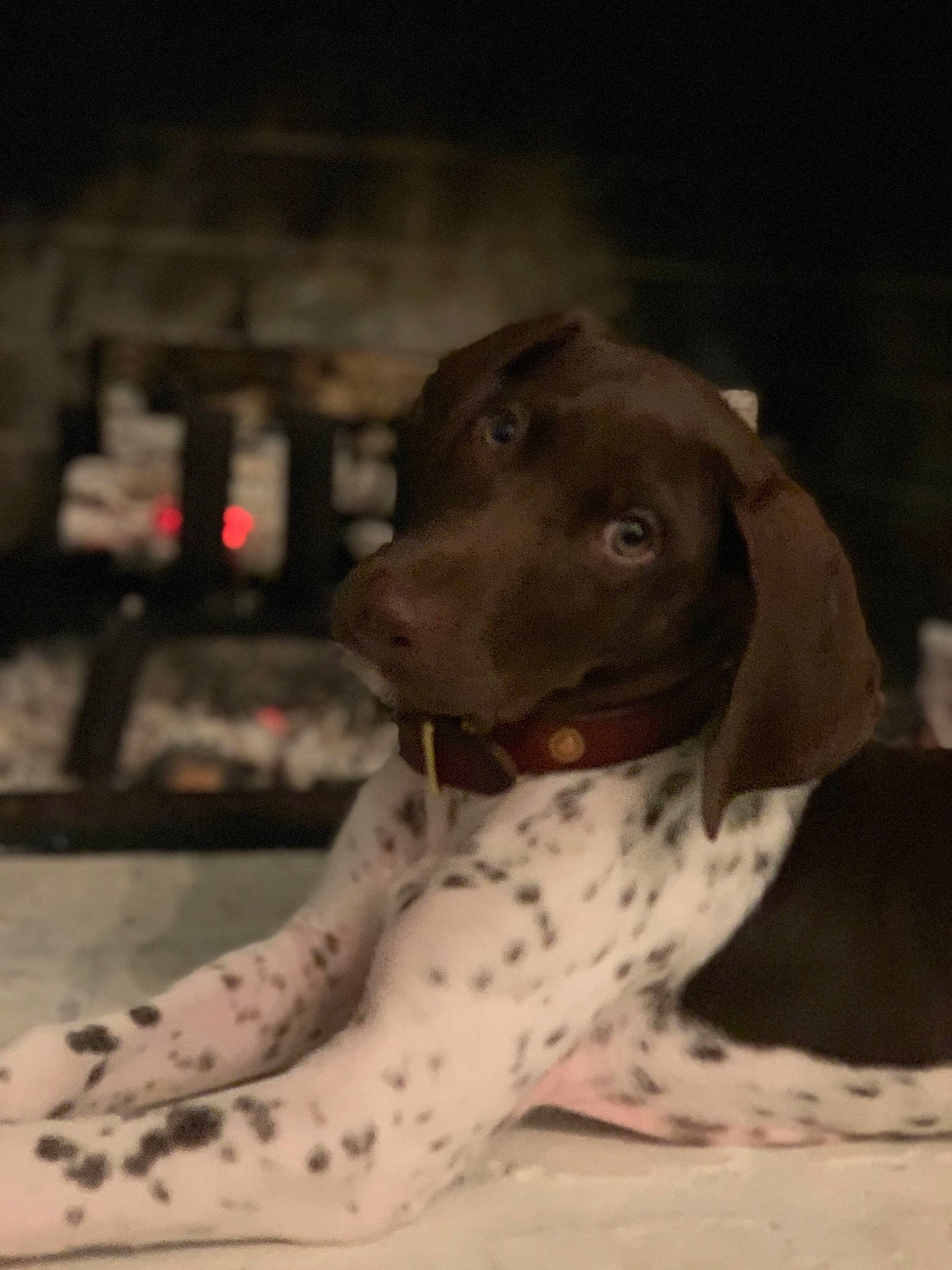 Camo joined the competition — help win amazing prizes! braque_francais, brown, canidae, carnivore, companion_dog, dog, dog_breed, dog_collar, fawn, hunting_dog, liver, pointer, pointing_breed, snout, sporting_group, working_animal, working_dog