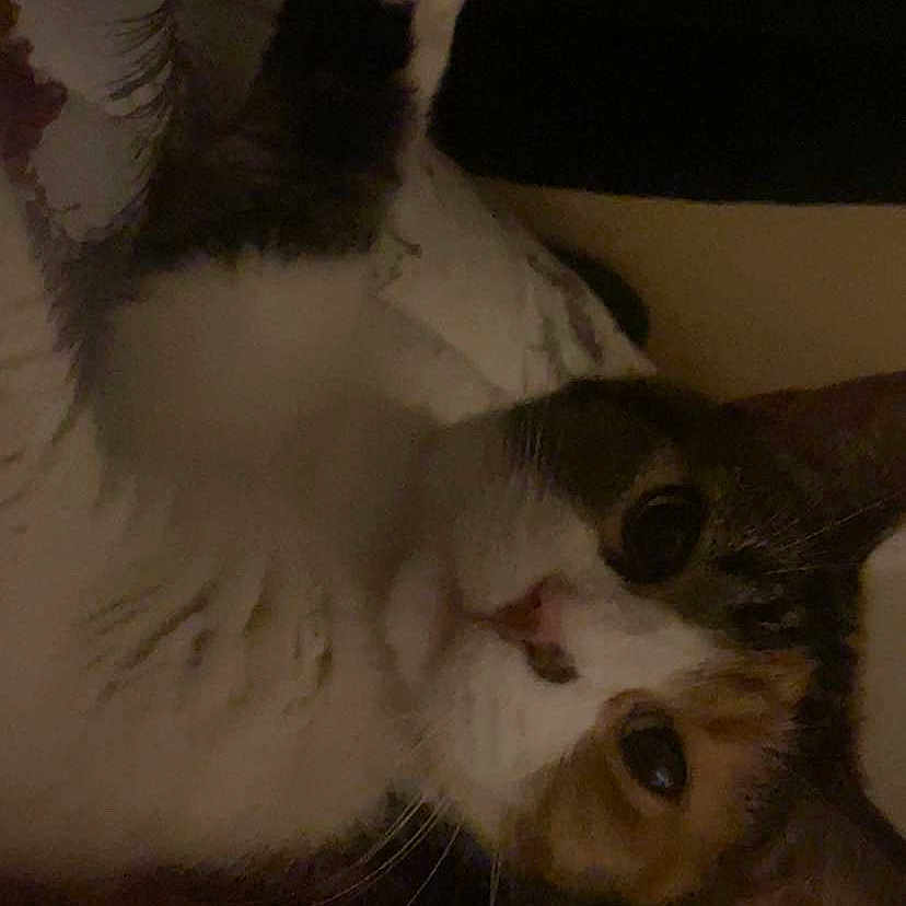 Kiki is registered to the contest to win money with this photo: animal, bedroom, blanket, cat, close_up, cozy, curious, cute, domestic_animal, face, feline, fur, indoor, lying_down, paw, pet, relaxed, soft_lighting, water_bottle, whiskers