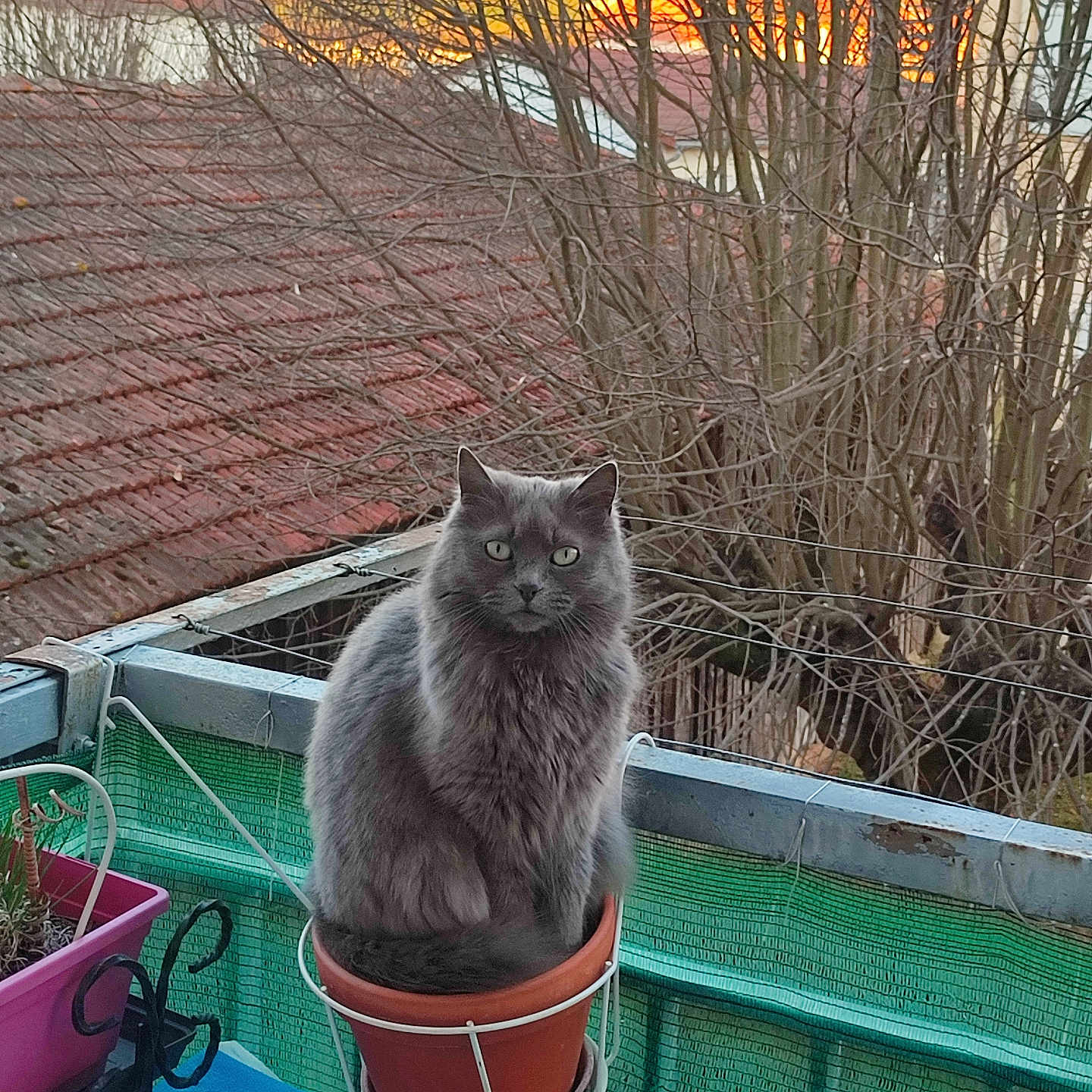 Gougouille participe au concours pour gagner de l'argent avec cette photo : animal, balcony, cat, container, curious, evening, flower_pot, fur, gray_cat, leafless_tree, nature, outdoor, pet, plant, quiet, relaxed, sitting, sunset, tree, window