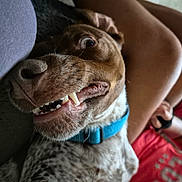 Max participe au concours pour gagner de l'argent avec cette photo : dog, close_up, teeth, blue_collar, person, legs, red_shirt, indoor, playful, pet, tongue, expression, canine, fur, snout, whiskers, resting, casual, human, animal
