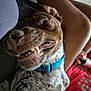 dog, close_up, teeth, blue_collar, person, legs, red_shirt, indoor, playful, pet, tongue, expression, canine, fur, snout, whiskers, resting, casual, human, animal