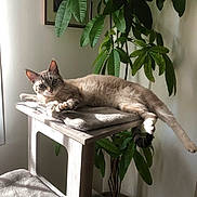 Maya participe au concours pour gagner de l'argent avec cette photo : animal, cat, desk, furniture, hardwood, herbal, herbs, jar, kitten, leaf, pet, plant, planter, pottedplant, pottery, stainedwood, table, tree, vase, wood