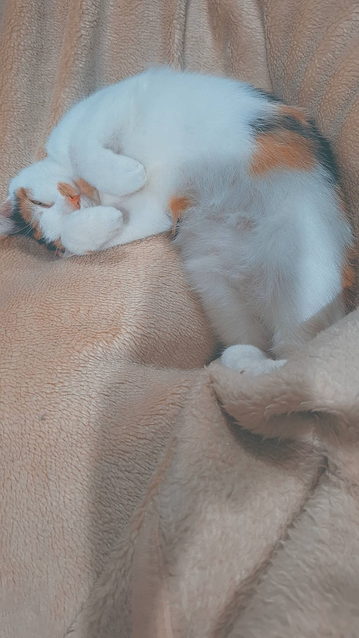 Luci is registered to the contest to win money with this photo: canidae, carnivore, cat, cat_bed, claw, comfort, domestic_short_haired_cat, fawn, felidae, fur, linens, nap, paw, sleep, small_to_medium_sized_cats, snout, tail, terrestrial_animal, whiskers