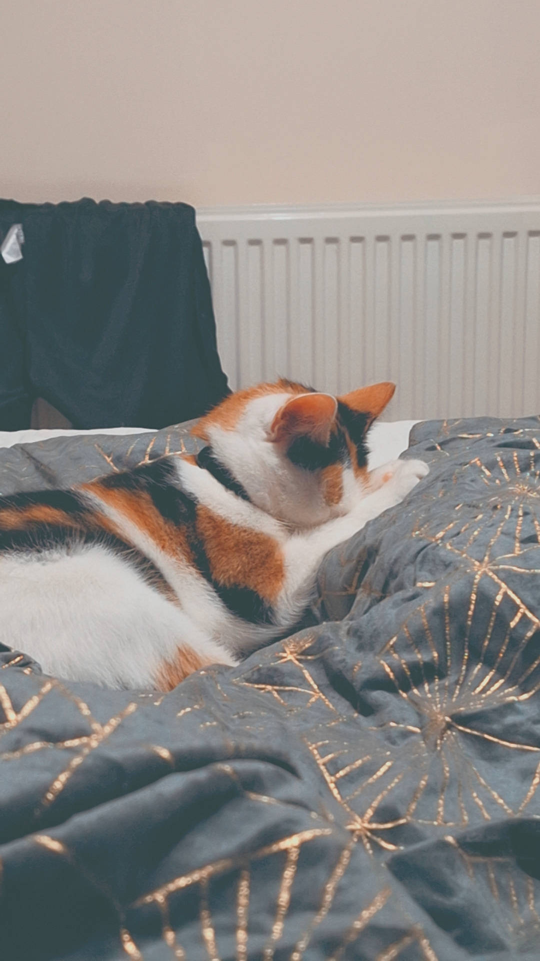 Luci joined the competition — help win amazing prizes! art, carnivore, cat, comfort, domestic_short_haired_cat, fawn, felidae, fur, grass, linens, paw, sky, small_to_medium_sized_cats, snout, tail, terrestrial_animal, textile, tints_and_shades, whiskers, wood